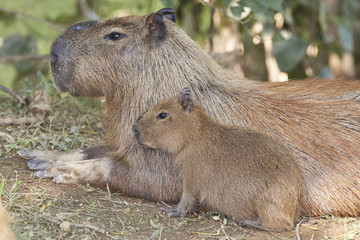 Capybara - Wasserschwein, Mutter und Kind