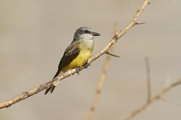 Fototapeta premium Schwefeltyrann