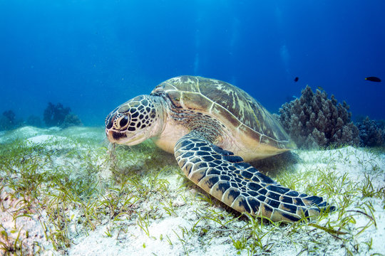 Green Turtle on the sea bed eating seagrass.