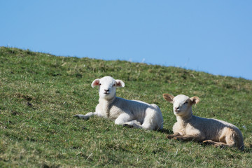 Resting lambs