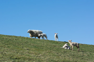 Obraz premium Mother sheep and lambs