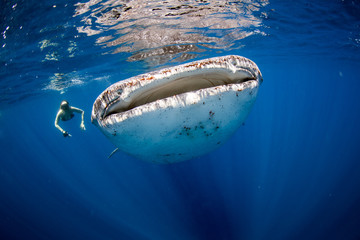 Fototapeta premium Kobieta pływająca obok wielkiego rekina wielorybiego w czystym, błękitnym oceanie.