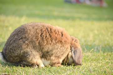 rabbit