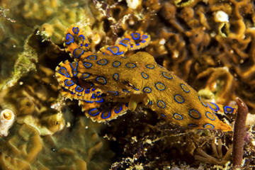 A deadly blue-ringed Octopus displays its warning colours on a tropical coral reef.