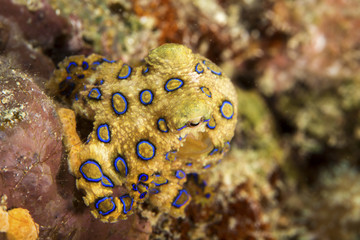 A deadly blue-ringed Octopus displays its warning colours on a tropical coral reef.