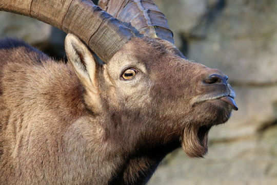 Alpine ibex