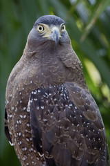 Hawk is similar to the Eagle The birds of prey as well. But the Hawks are smaller Is there a hooked beak. high And have very good eyesight