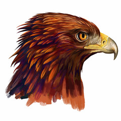  eagle head / eagle head digital painting 