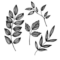 Hand-drawn vector illustration - set of leaves. Ink and feather