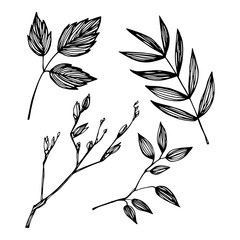 Hand-drawn vector illustration - set of leaves. Ink and feather