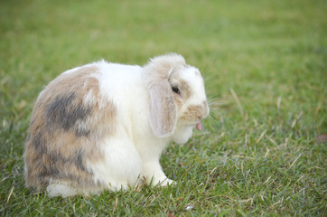 rabbit