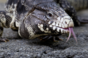 a Large Australian Lizard - Goanna