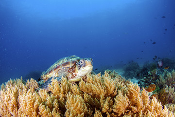 Green Turtle on the sea bed amongst the coral.