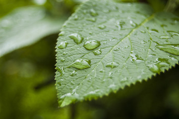 Wallpaper dew on green leaf