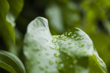 Wallpaper Macro dew on green leaf
