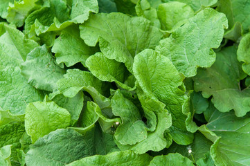 Green leaves for background