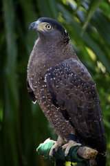 Hawk is similar to the Eagle The birds of prey as well. But the Hawks are smaller Is there a hooked beak. high And have very good eyesight