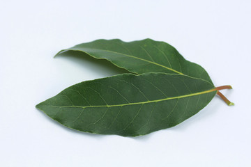 Obraz premium laurier 29042016