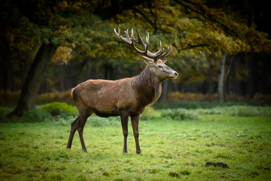 Fototapeta Hirsch (cervus elephus) auf herbstlicher Wiese am Waldrand