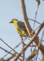 Green pigeon