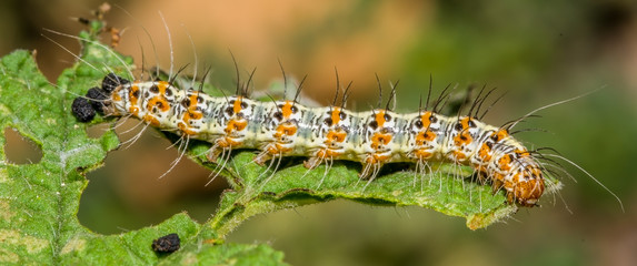 Caterpillar of Heliotrope Moth