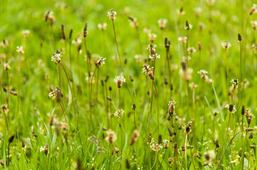 Ribwort Plantain - Plantago lanceolata