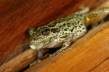 Frog tropical reptile amasonia jungles animal