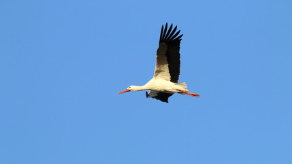 Flying stork in sky