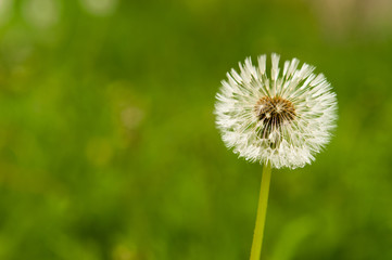 wet dandelion seed with drops