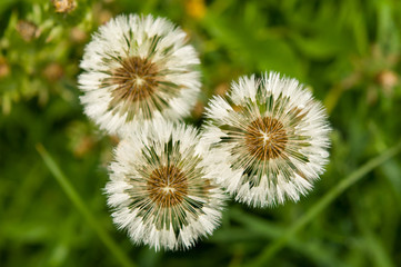 wet dandelion seed with drops