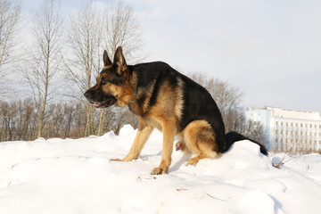 German shepherd dog on snow in winter day