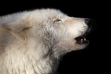 Howling wolf
