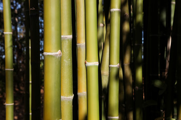 Green bamboo background.