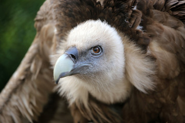 Big vulture bird