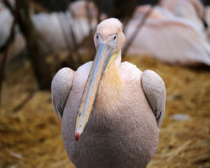 Cute pelican bird