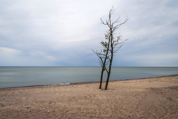 Lonely tree on abandoned beach, Liepaja, Latvia