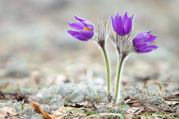 Wild Spring Flowers Pulsatilla Patens