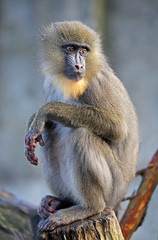 Mandrill