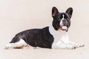 French bulldog on the beach