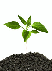 on a white background isolated earth sprout plant