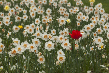 Spring flowers in the city park of Sofia, Bulgaria