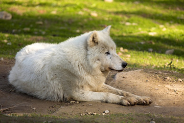 Naklejka na ściany i meble Arctic wolf, Canis lupus arctos, is white in color