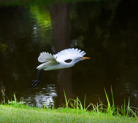 White Heron in Park