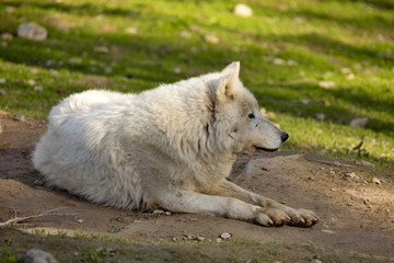 Obraz na płótnie Canvas Arctic wolf, Canis lupus arctos, is white in color