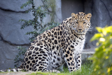 Amur Leopard, Panthera pardus orientalis, is probably the most beautifully colored leopard