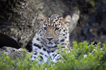 Amur Leopard, Panthera pardus orientalis, is probably the most beautifully colored leopard