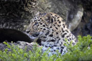 Amur Leopard, Panthera pardus orientalis, is probably the most beautifully colored leopard