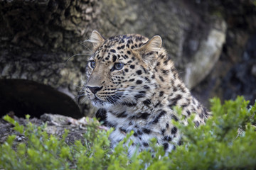 Amur Leopard, Panthera pardus orientalis, is probably the most beautifully colored leopard