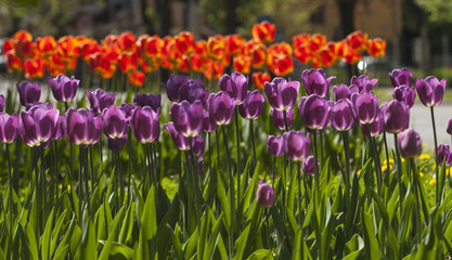 Spring flowers in the city park of Sofia, Bulgaria