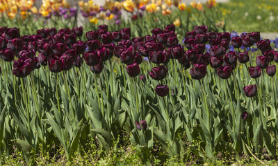 Spring flowers in the city park of Sofia, Bulgaria